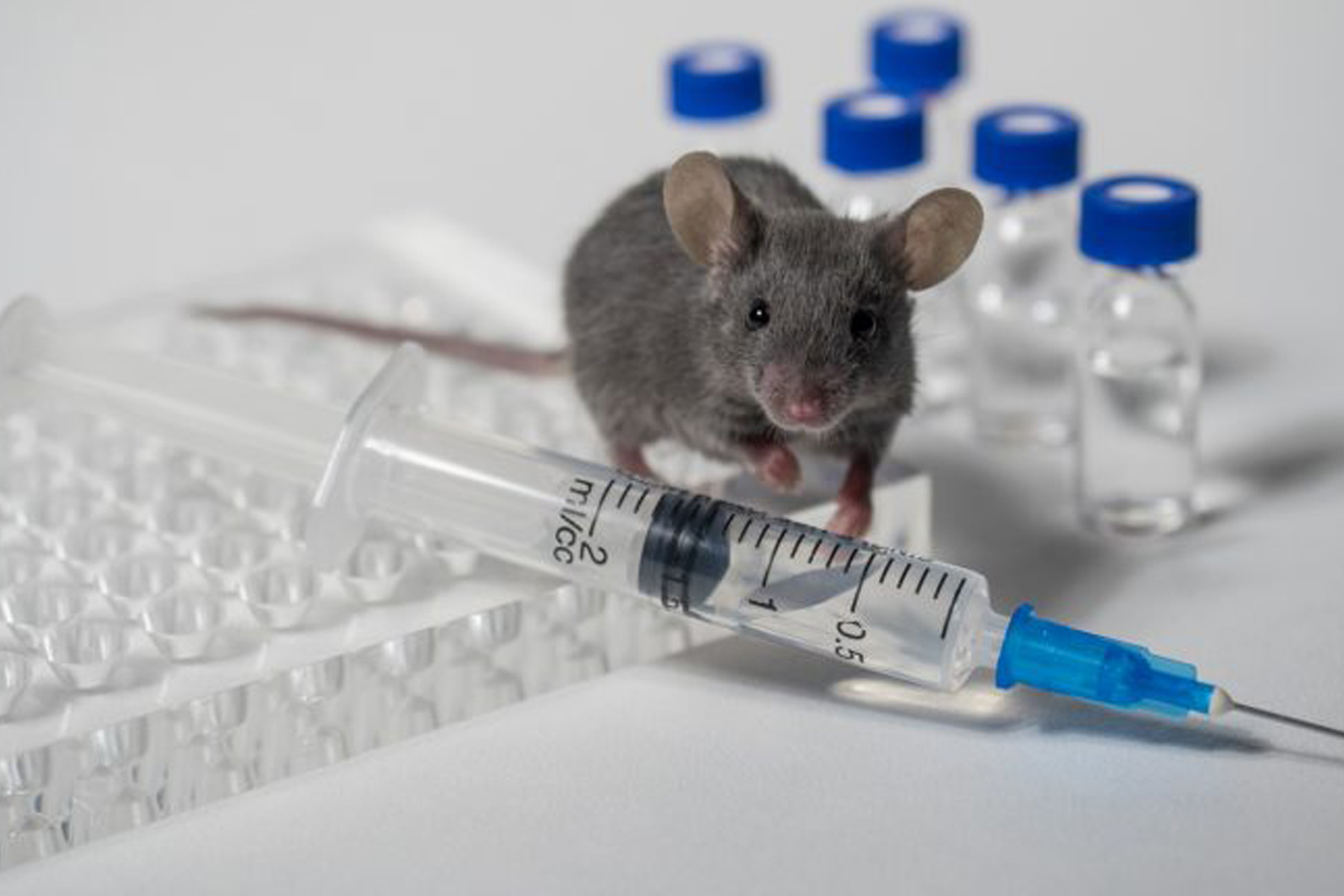 Вакцина мыши. Опыты на лабораторных животных. Лабораторные мышки. Исследования на мышах. Лабораторная крыса.