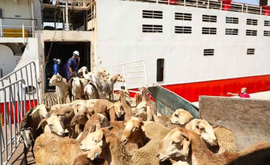 ഈദ് അൽ-അദ്ഹ പ്രമാണിച്ച് 50,000-ലധികം കന്നുകാലികളെ ഇറക്കുമതി ചെയ്തു