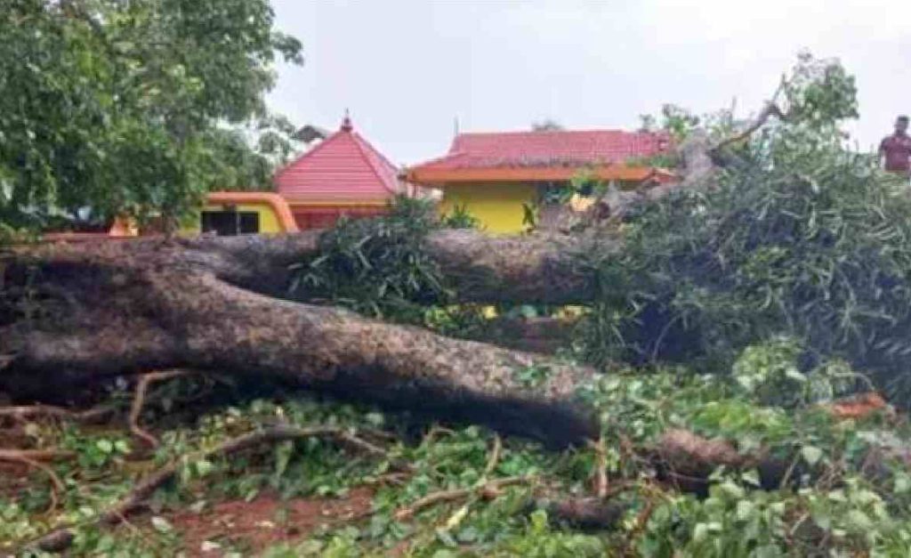 ആലുവയിൽ ആൽമരം ഒടിഞ്ഞ് വീണ് ഏഴ് വയസുകാരൻ മരിച്ചു