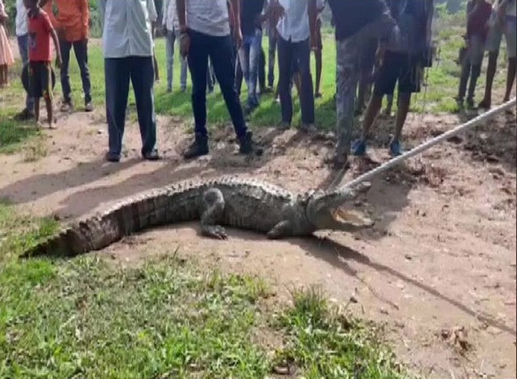 വെള്ളപ്പൊക്കത്തില് മുതലക്കൂട്ടങ്ങള് ഒഴുകിയെത്തി; പുറത്തിറങ്ങാനാകാതെ ജനങ്ങള്