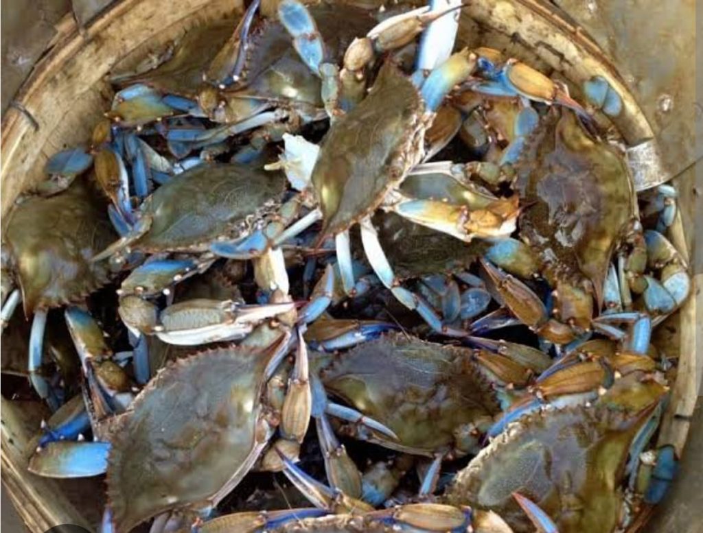 ബഹ്റൈനില് ഞണ്ടിനെ പിടിക്കുന്നത് രണ്ടു മാസത്തേക്ക് നിരോധിച്ചു