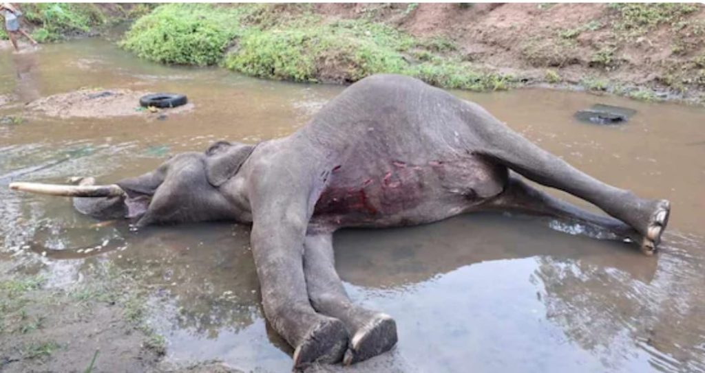 കേരള- കര്ണാടക അതിര്ത്തിയില് കാട്ടാന ചരിഞ്ഞ നിലയില്