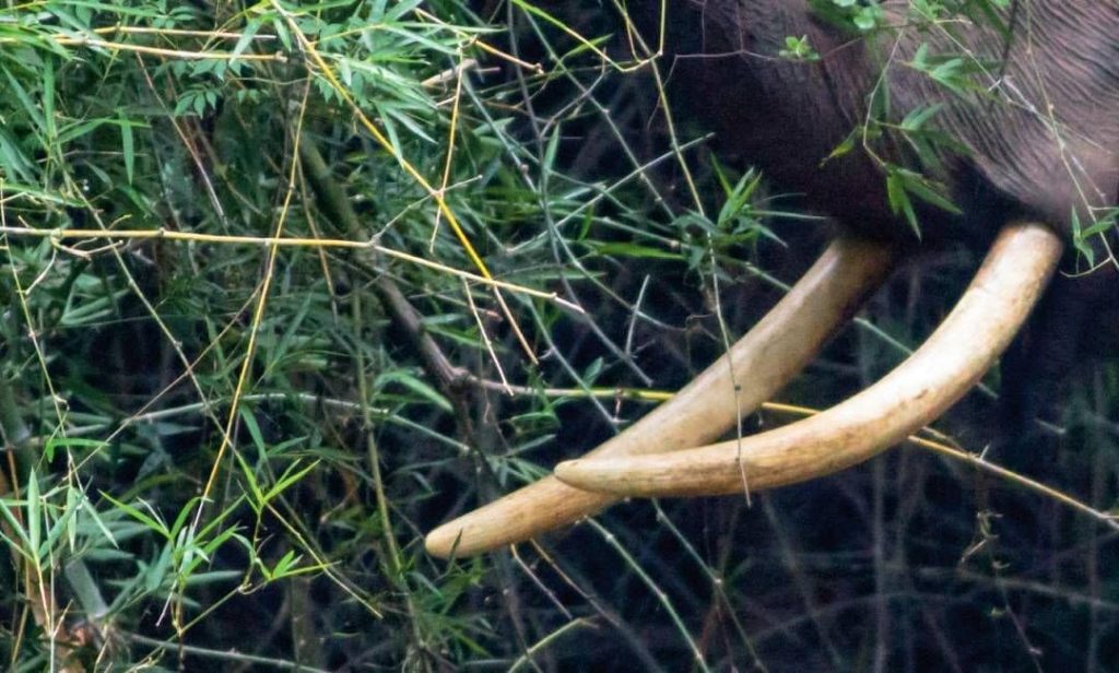 അംബികയുടേത് മുങ്ങിമരണം; കാട്ടാനയെ കണ്ട് രക്ഷപ്പെടുന്നതിനിടെ പുഴയില് വീണതെന്ന് നിഗമനം