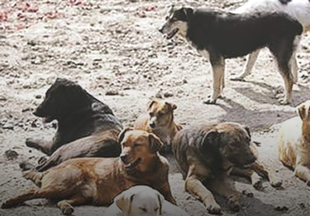 മുഹറഖില് തെരുവുനായ ശല്യം പരിഹരിക്കാനുള്ള നടപടികള്ക്ക് അംഗീകാരം