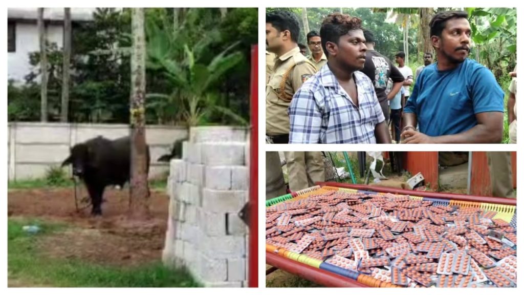 മതിൽക്കെട്ടിൽ കെട്ടിയിട്ടിരിക്കുന്ന 2 പോത്തുകൾ, പരിപാലിക്കാൻ ദിവസവും 2 പേരെത്തും; ക്യാൻസർ രോഗികളുടെ വേദനസംഹാരി ഗുളിക ലഹരിക്കായി വിൽപന, അറസ്റ്റ്