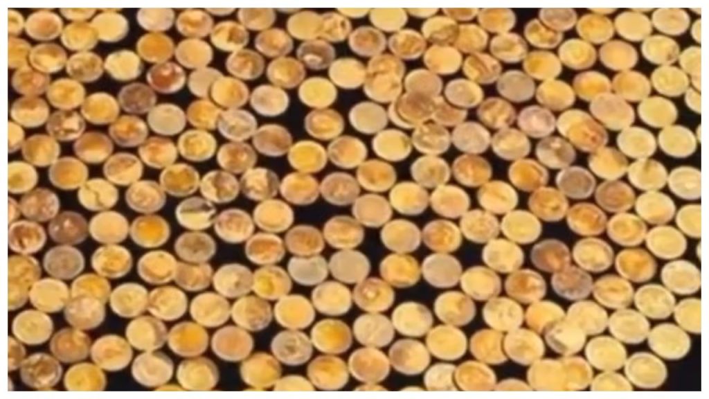 16 -ാം നൂറ്റാണ്ടിൽ ഡച്ചുകാർ മരത്തടി എടുത്തിരുന്ന കൊടുകാട്ടില് നിന്നും അത്യപൂര്വ്വ നിധി കണ്ടെത്തി