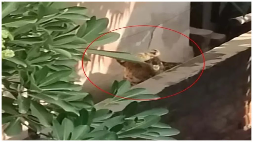 മന്ത്രി മന്ദിരത്തിലെ സിസിടിവിയിൽ പതിഞ്ഞ കാഴ്ച, പുതിയ കാൽപ്പാടുകൾ കണ്ടെത്തിയതോടെ ജാഗ്രതാ നിർദേശം; പുള്ളിപ്പുലി കയറി, രാജസ്ഥാനിൽ ആശങ്ക