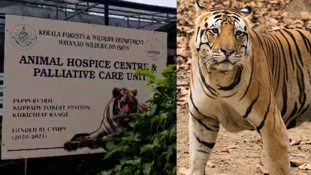 കാഴ്ച്ച ശക്തി പൂർണമായും നഷ്ടപ്പെട്ടു, കിഡ്നിക്കും ലിവറിനും ഗുരുതര തകരാർ, പ്രായാധിക്യം; ബത്തേരിയിലെ പരിചരണ കേന്ദ്രത്തില് പാര്പ്പിച്ച കടുവ ചത്തു