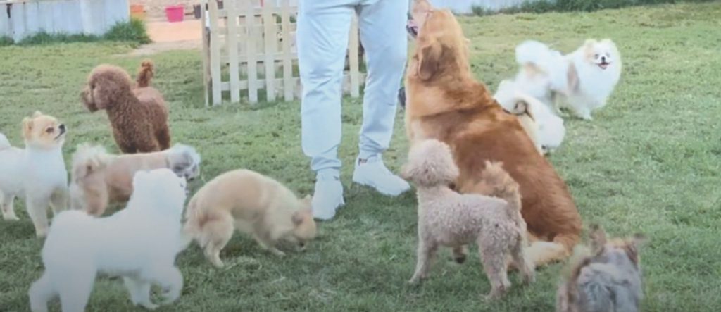 ബഹ്റൈനില് കഴിഞ്ഞ വര്ഷം ദത്തെടുക്കപ്പെട്ടത് 500ലധികം ജീവികള്