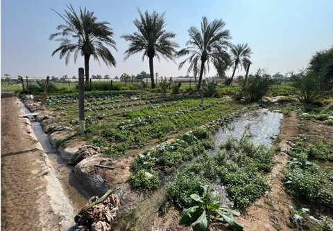 ബഹ്റൈനിലെ നാല് കാര്ഷിക ഗ്രാമങ്ങള്ക്ക് എഫ്.എ.ഒയുടെ അന്താരാഷ്ട്ര അംഗീകാരം
