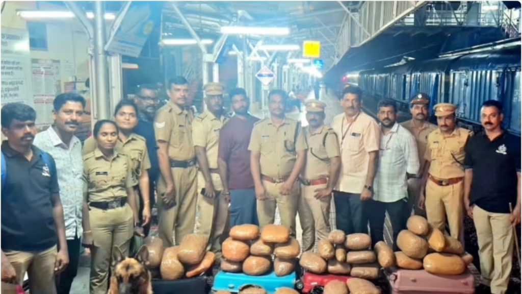 ചെങ്ങന്നൂരിൽ വൻ ലഹരിവേട്ട: 50 കിലോ കഞ്ചാവുമായി എറണാകുളം സ്വദേശി പിടിയിൽ